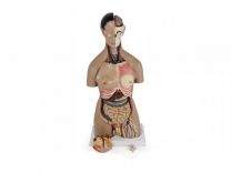 Anatomical Male/Female Torso Model