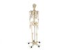 Anatomical Skeleton