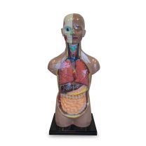 45cm Sexless Human Anatomy Torso Model on Stand