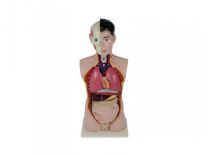 Anatomical Sexless Torso Model on a Stand