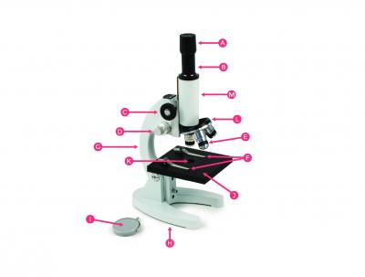 Key Parts of a Compound Microscope and How They Function